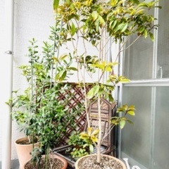 大切に育ててくださる方に