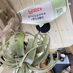 【セール中】ウスネオイデス　キセログラフィカ