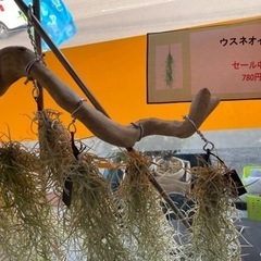 【セール中】ウスネオイデス　キセログラフィカの画像