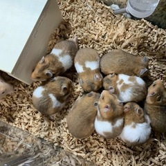 【一時募集停止】ゴールデンハムスター