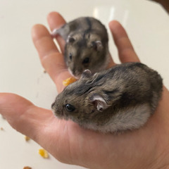ハムスター　オス　2匹