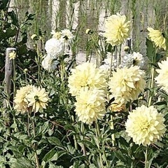 グラジオラスとダリアの球根お譲りします❣️の画像