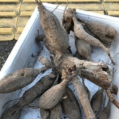 グラジオラスとダリアの球根お譲りします❣️の画像