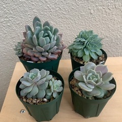多肉植物　