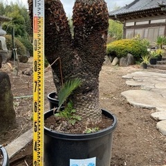 ソテツ原木の画像