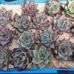 韓国苗・ エボニー・多肉植物