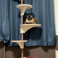 私が猫アレルギーになり飼えなくなってしまいました。