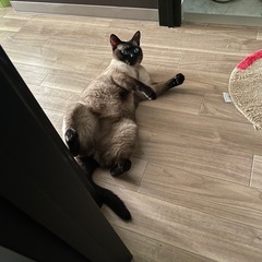 私が猫アレルギーになり飼えなくなってしまいました。 - 猫