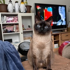 私が猫アレルギーになり飼えなくなってしまいました。 - 札幌市