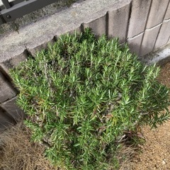 ローズマリー差し上げます