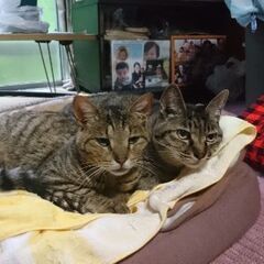 甘えん坊キジトラ男の子です📷️ - 由利本荘市
