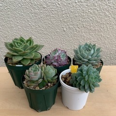 多肉植物　エケベリア5