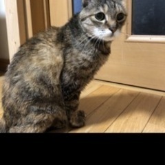 成猫3歳ぐらい
