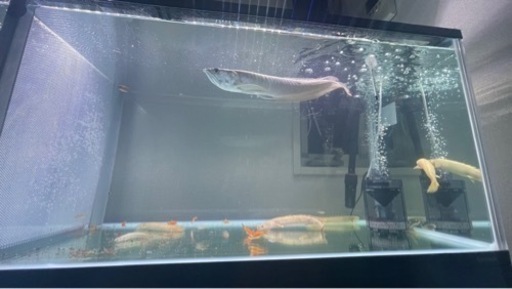 120センチ水槽　熱帯魚