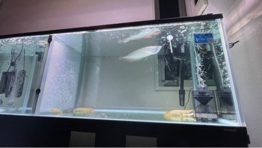 120センチ水槽　熱帯魚