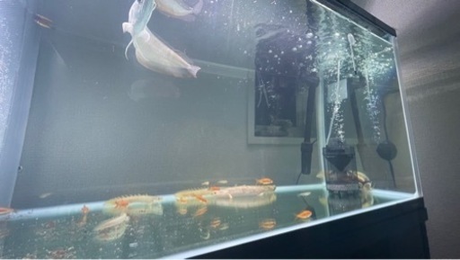 120センチ水槽　熱帯魚