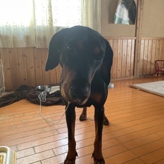 急な引越にて飼い主様急募