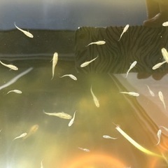 ラメメダカ幼魚〜若魚ランダム１０匹
