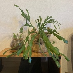 シャコバサボテン