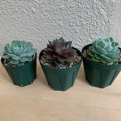 多肉植物　エケベリア6