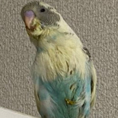 久留米市御井町でセキセイインコが迷子になりました