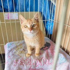 茶トラ可愛い美人オス猫💖推定3ヶ月とても元気