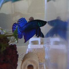 【熱帯魚】【ベタ】【マハチャイエンシス ペア 若魚】【WF1】の画像