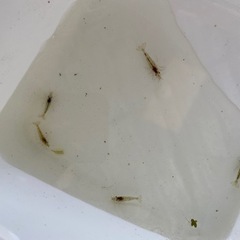 ミナミヌマエビ🦐10匹