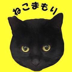 猫用キャットフードや砂、猫用品を譲ってください