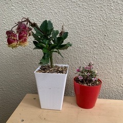 多肉植物　カランコエなど