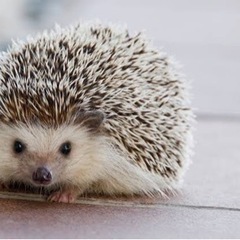 フクロウ、ハリネズミカフェ巡り参加者募集