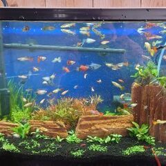熱帯魚好きな方！ - 加古川市