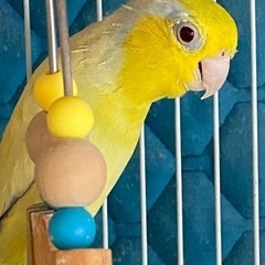 マメルリハインコ