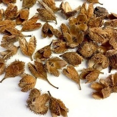 ブナの実の画像