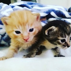 in瀬戸☆保護猫の譲渡会2022年4月2日(土)～ちーむ にゃいんず