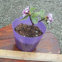 沈丁花の挿し木の画像