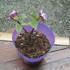 沈丁花の挿し木の画像