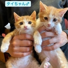 沢山お問い合わせ頂いたので一旦ストップします