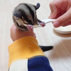 フクロモモンガ♀譲ります