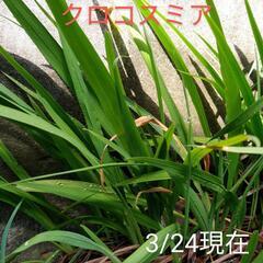 クロコスミア球根　10球100円　　野放し球根の画像