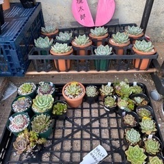 多肉植物⭐︎の画像