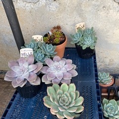多肉植物⭐︎の画像