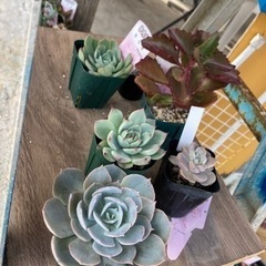 多肉植物⭐︎の画像