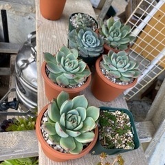 多肉植物⭐︎の画像