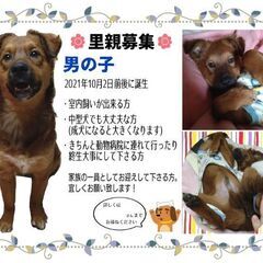 保護犬の里親さん募集