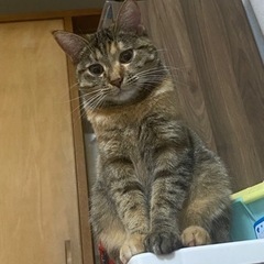 マンチミックス - 猫