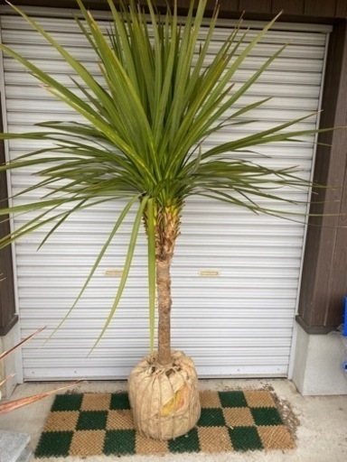 ドラセナ☆ニオイシュロラン★シンボルツリーNo.6