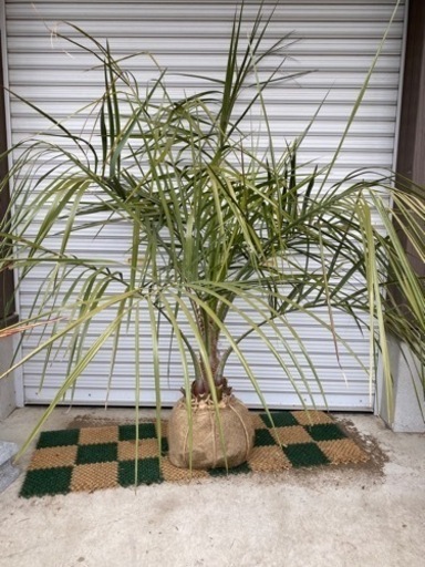 ココスヤシ☆シンボルツリーNo.7