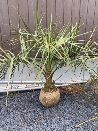 ココスヤシ☆シンボルツリーNo.8