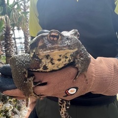 アズマヒキガエル